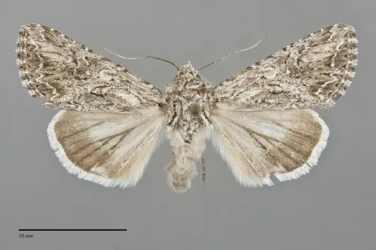 Trudestra hadeniformis