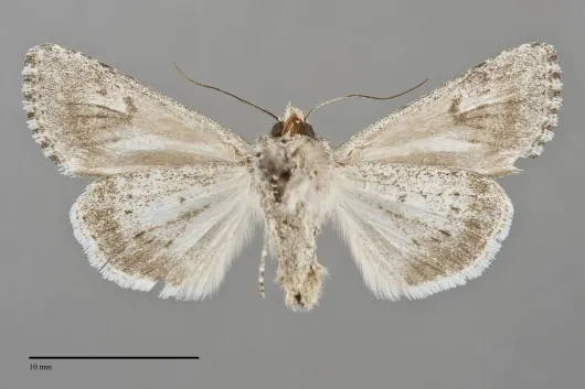 Trudestra hadeniformis
