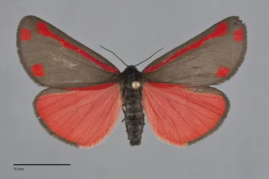 Tyria jacobaeae