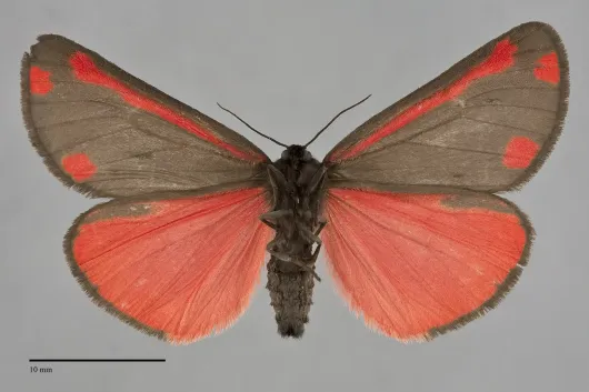 Tyria jacobaeae