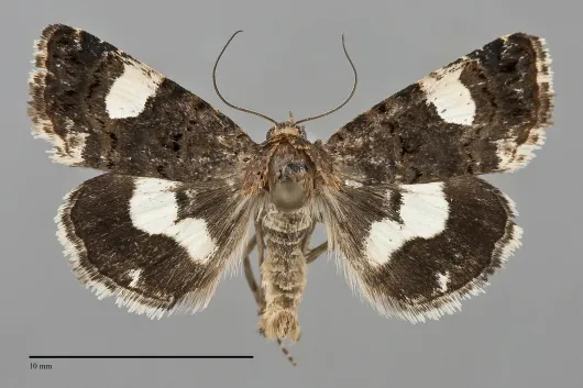 Tyta luctuosa