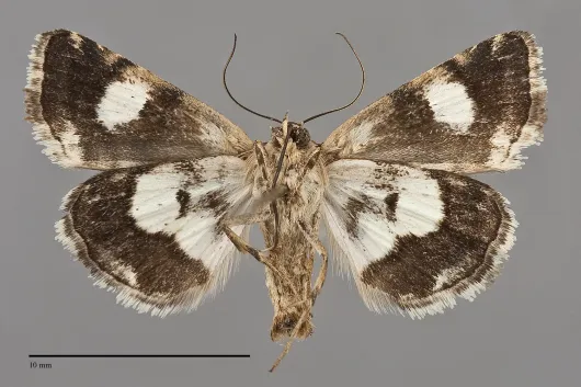 Tyta luctuosa