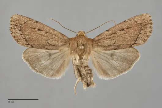 Ufeus satyricus