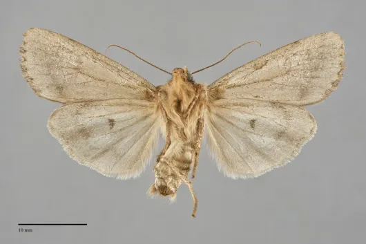Ufeus satyricus
