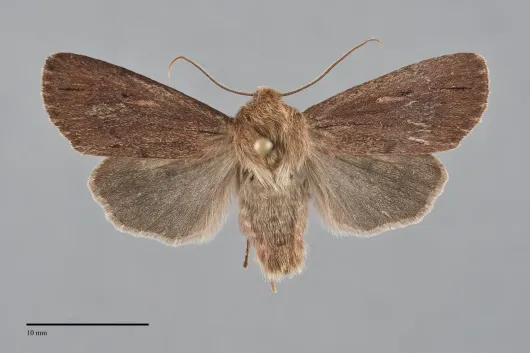 Ufeus satyricus