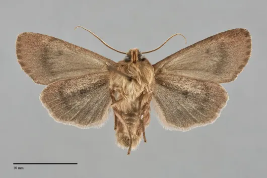 Ufeus satyricus