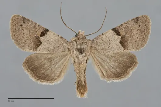 Ulolonche dilecta