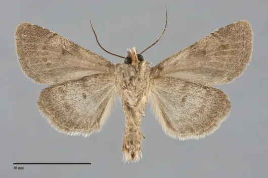 Ulolonche dilecta