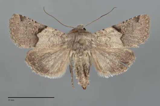 Ulolonche disticha