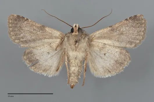 Ulolonche disticha