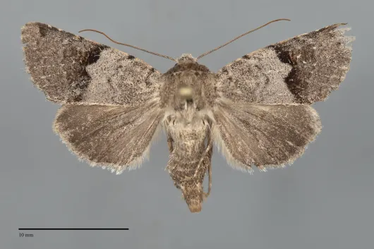 Ulolonche disticha