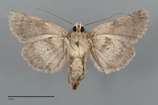 Ulolonche disticha