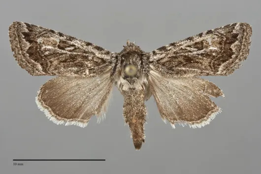 Ulolonche orbiculata