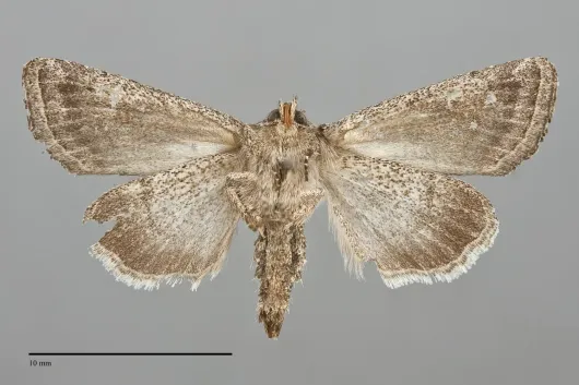 Ulolonche orbiculata
