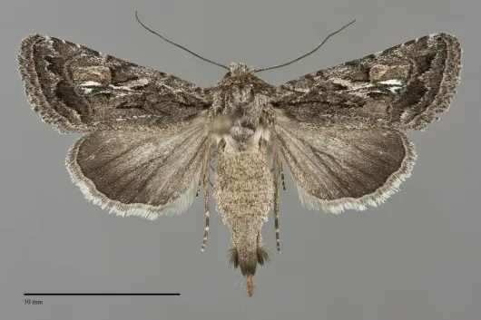 Ulolonche orbiculata