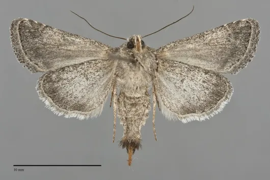 Ulolonche orbiculata