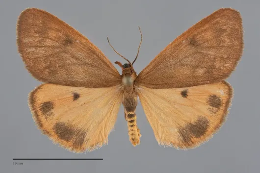 Virbia ferruginosa
