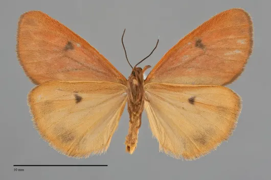 Virbia ferruginosa