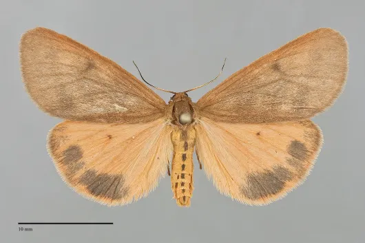 Virbia ferruginosa