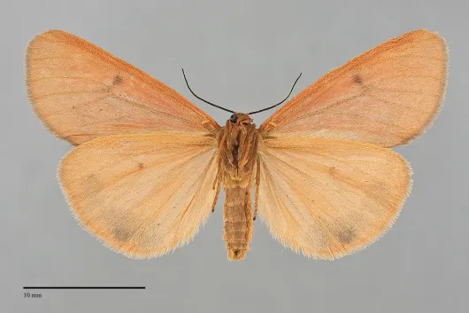 Virbia ferruginosa