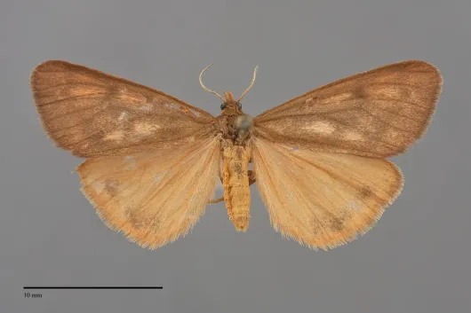 Virbia ferruginosa