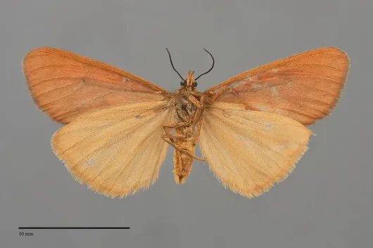 Virbia ferruginosa