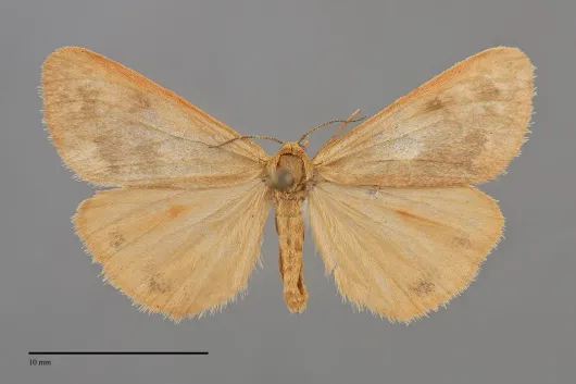 Virbia ferruginosa
