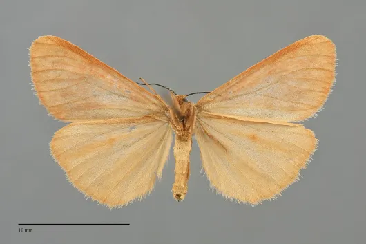 Virbia ferruginosa