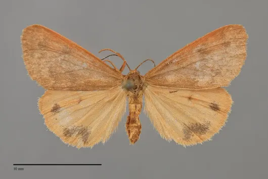 Virbia ferruginosa
