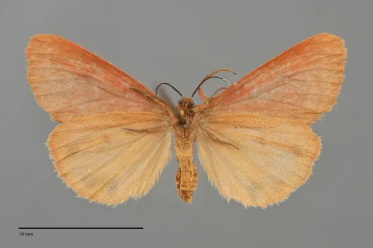 Virbia ferruginosa