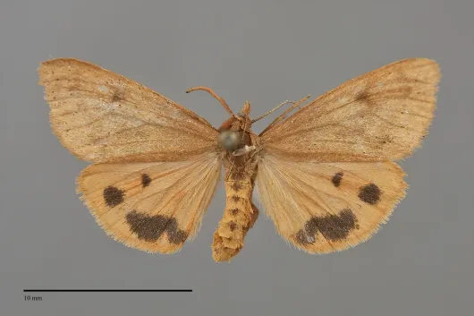 Virbia ferruginosa