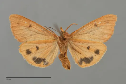 Virbia ferruginosa
