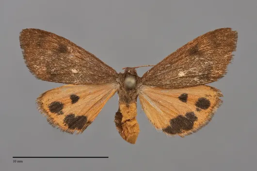Virbia ferruginosa