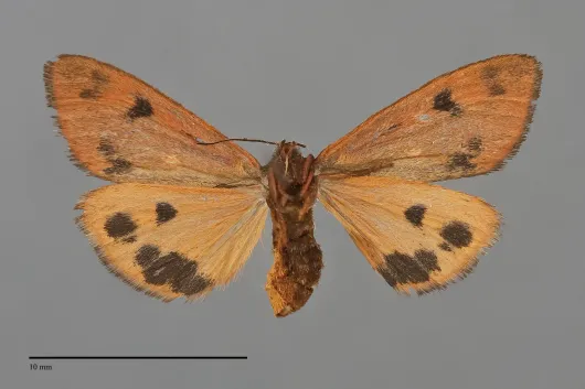Virbia ferruginosa