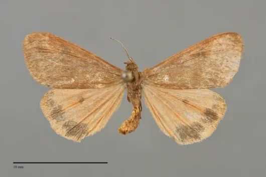 Virbia ferruginosa