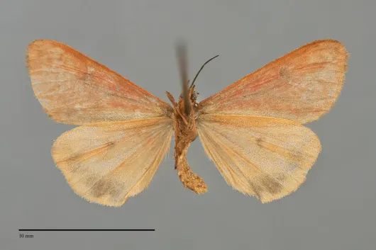 Virbia ferruginosa