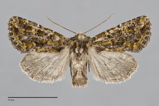 Viridiseptis marina