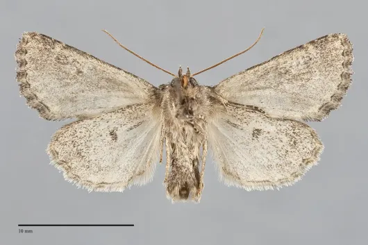 Viridiseptis marina