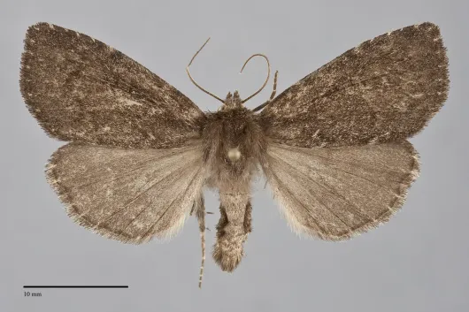 Xestia atrata