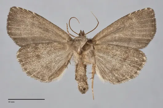 Xestia atrata