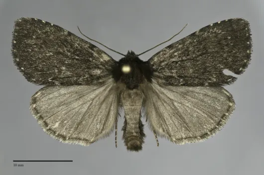 Xestia atrata