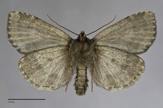 Xestia atrata