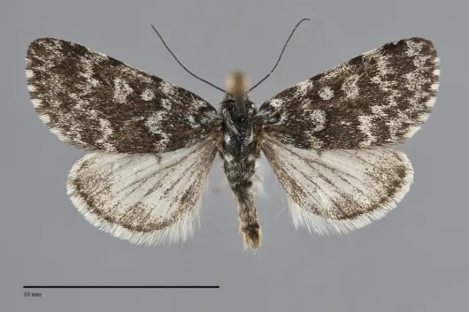 Xestia bryanti