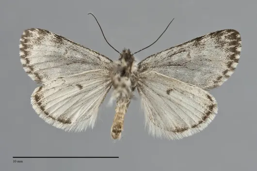 Xestia bryanti