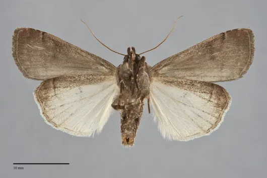 Xestia c-nigrum