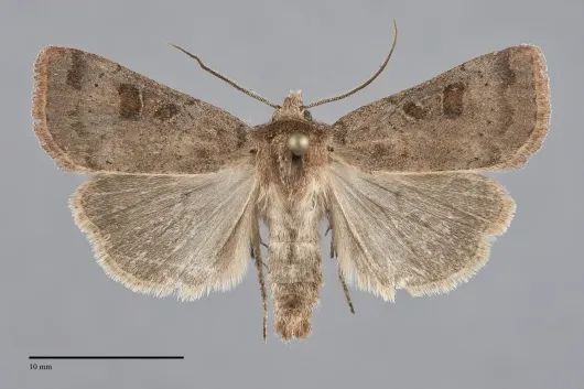 Xestia cinerascens