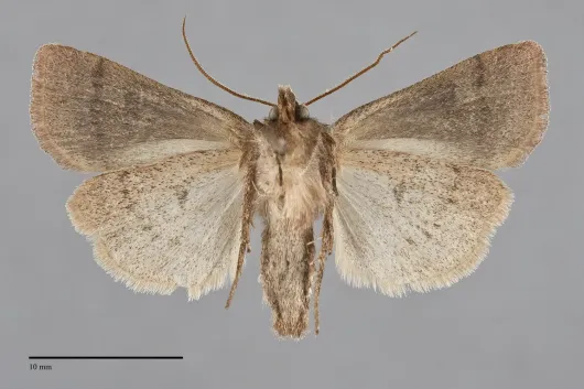Xestia cinerascens