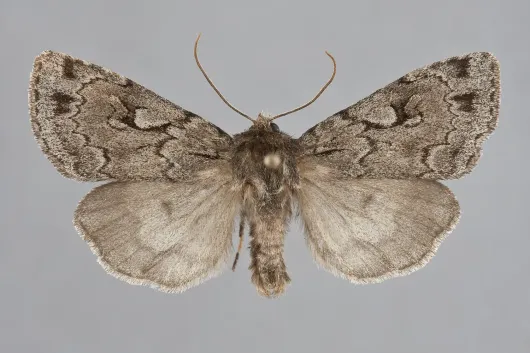 Xestia fabulosa