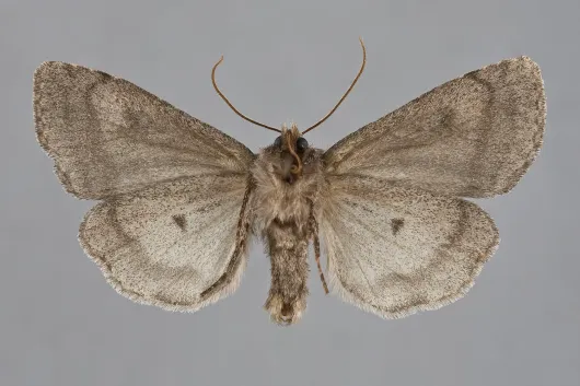 Xestia fabulosa