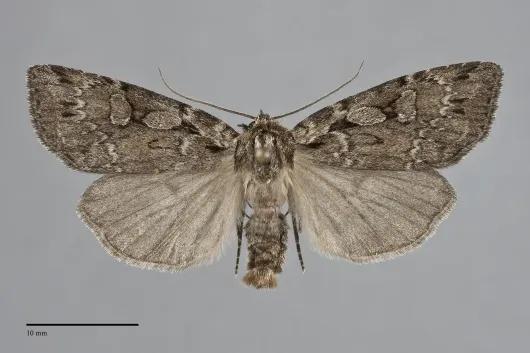 Xestia homogena